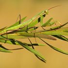 Mantis religiosa