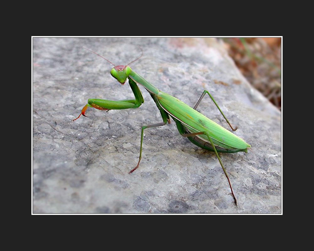 Mantis religiosa