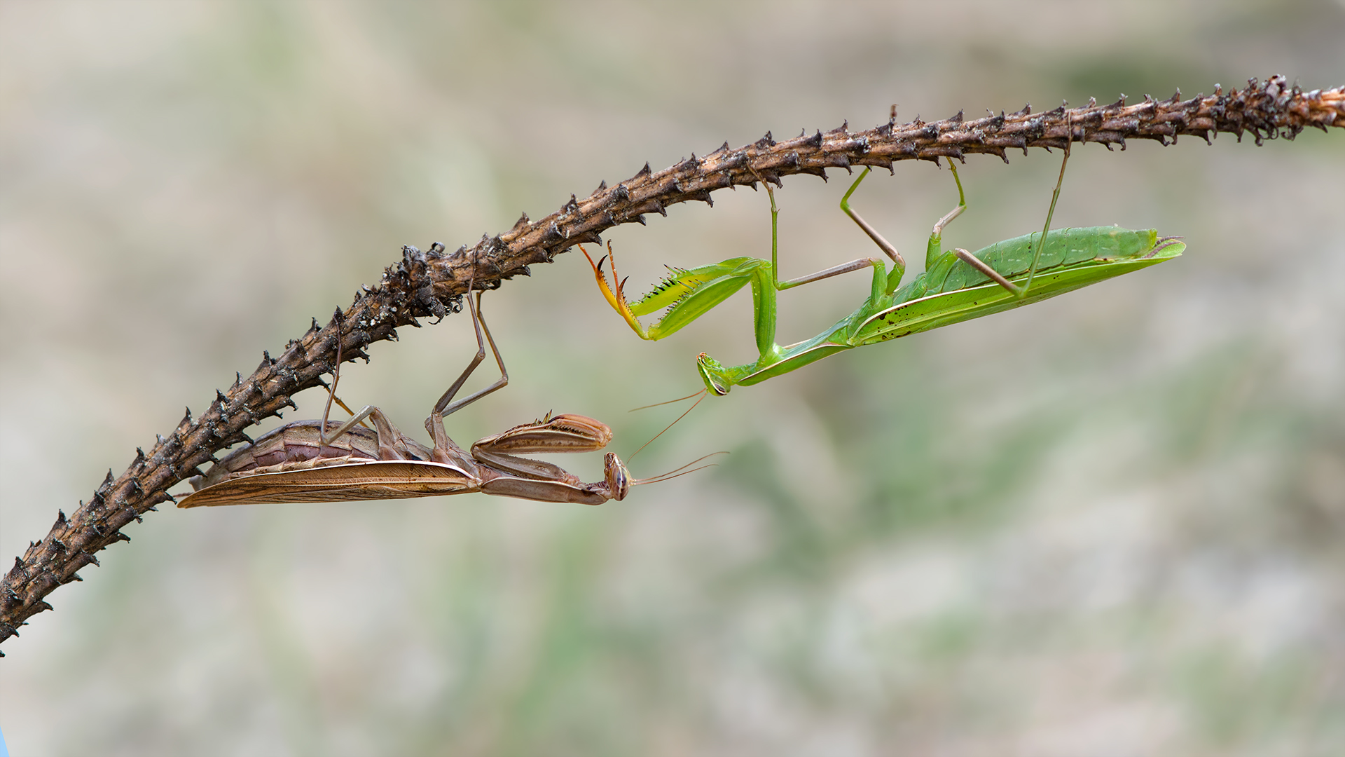 Mantis religiosa