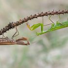 Mantis religiosa