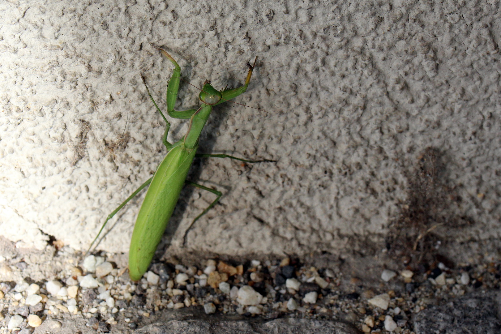 Mantis religiosa