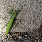 Mantis religiosa