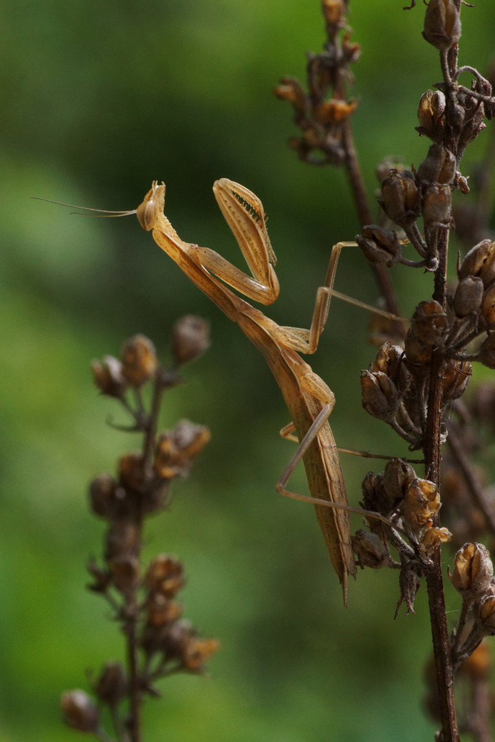 Mantis religiosa