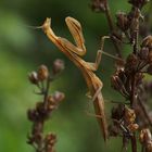 Mantis religiosa