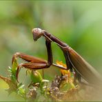 Mantis religiosa