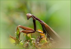 Mantis religiosa