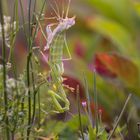 Mantis religiosa