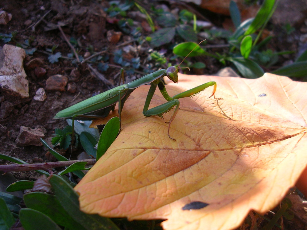 Mantis religiosa