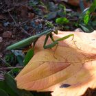 Mantis religiosa