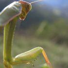 Mantis religiosa