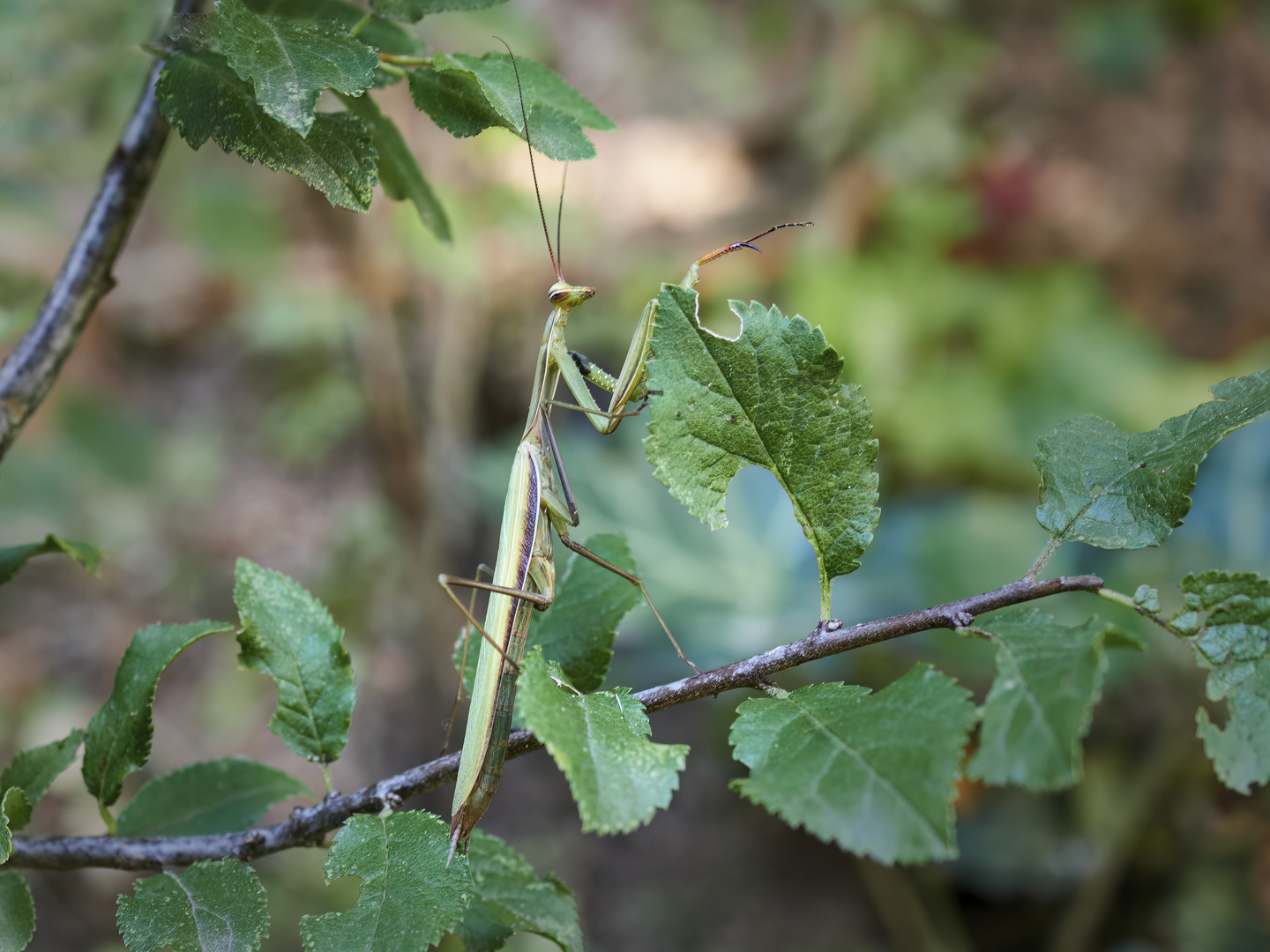 Mantis religiosa