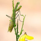 Mantis religiosa