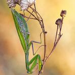 Mantis religiosa