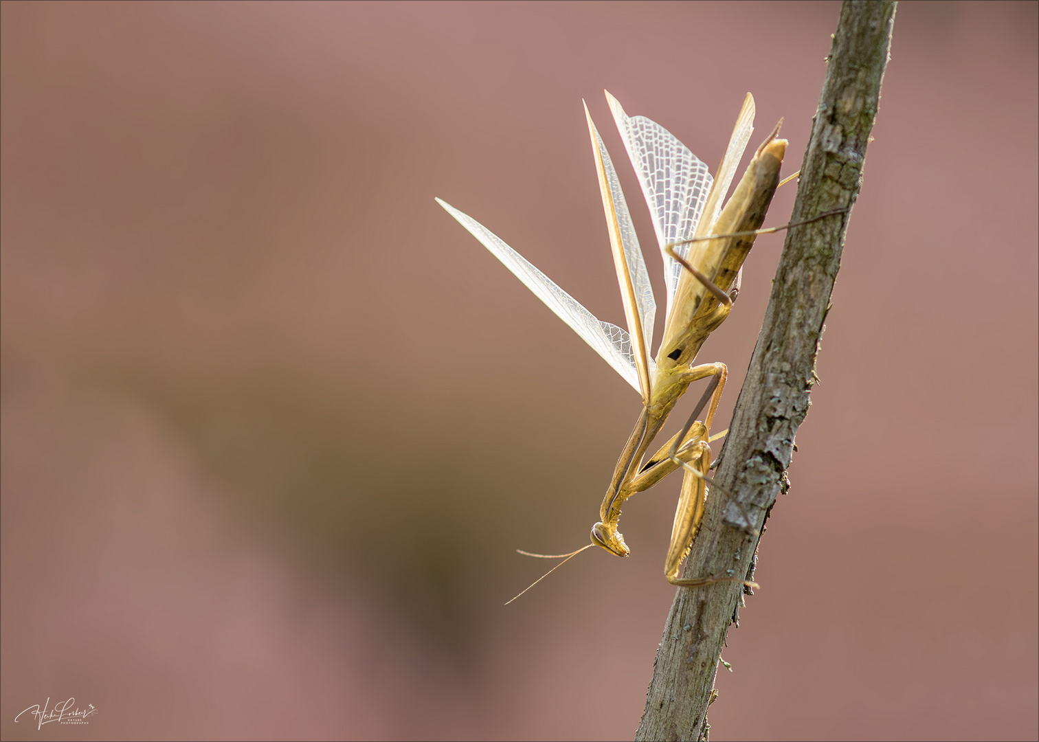 Mantis religiosa