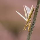 Mantis religiosa