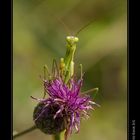 Mantis religiosa