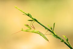 Mantis religiosa...