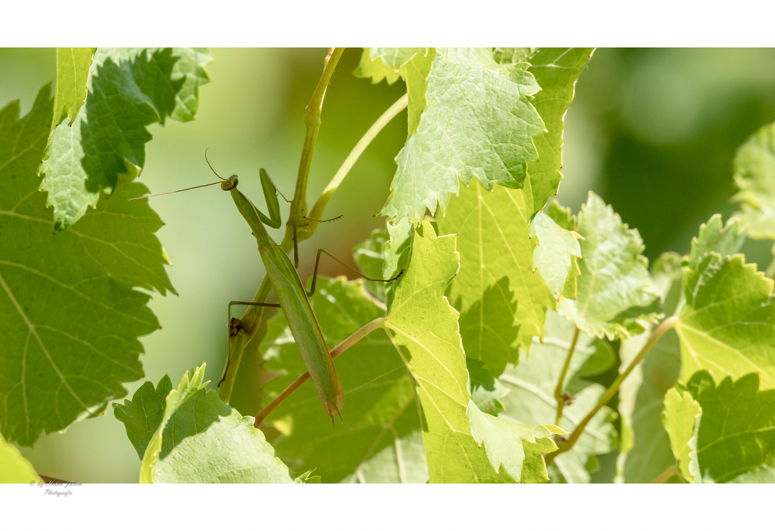 Mantis religiosa