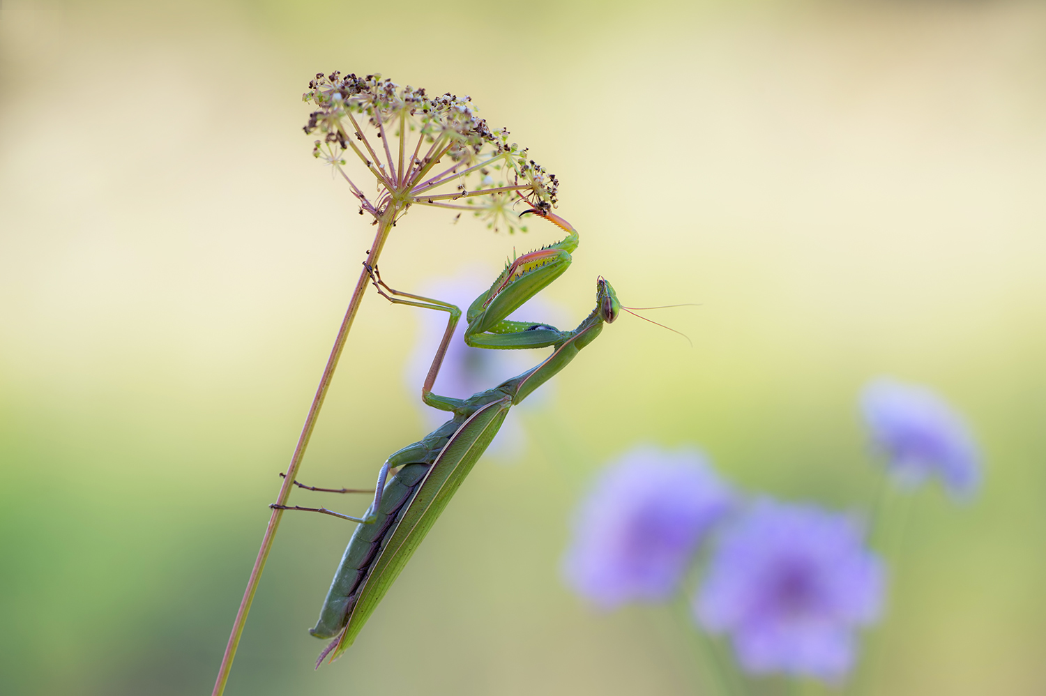 Mantis religiosa