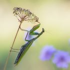 Mantis religiosa