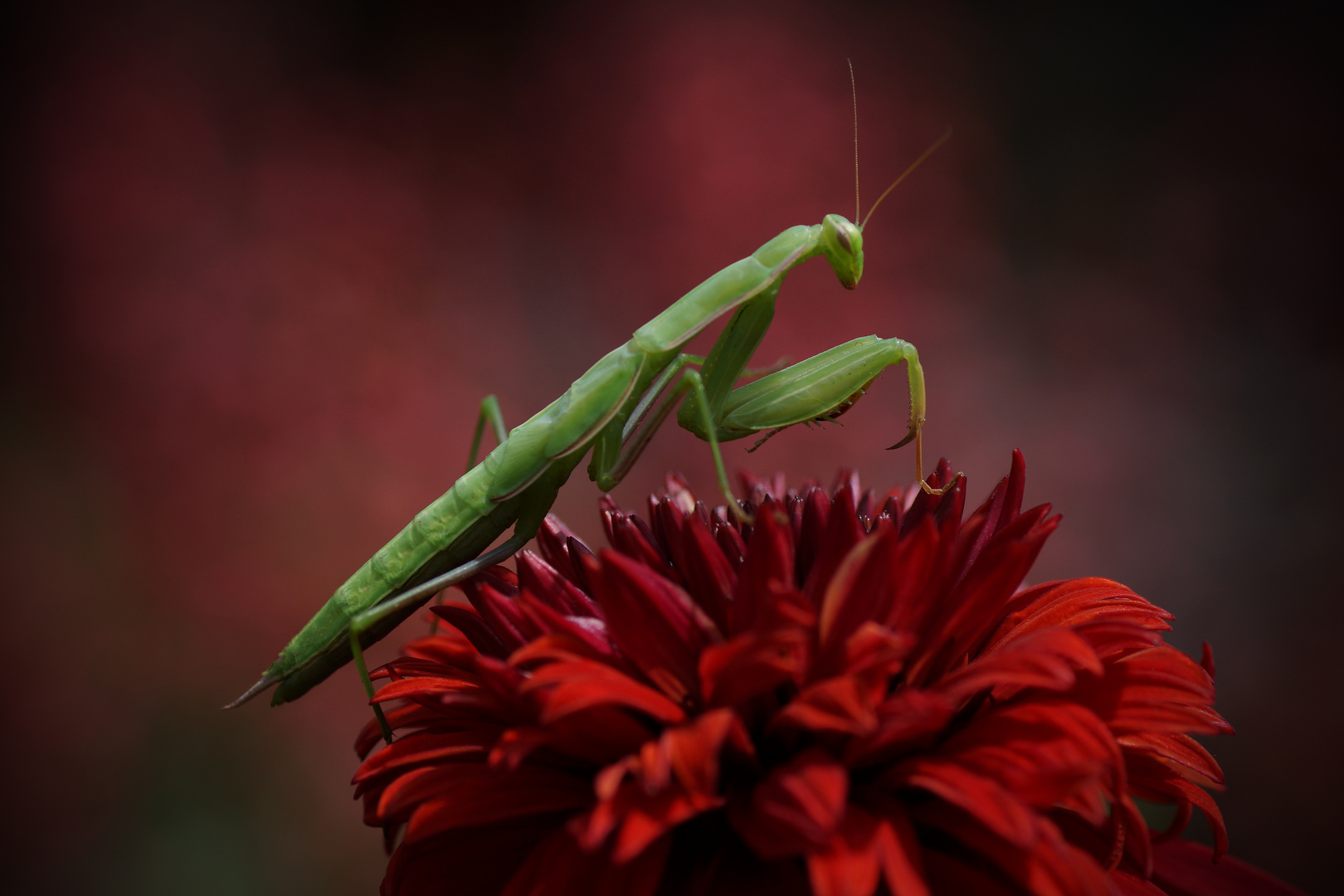 Mantis religiosa