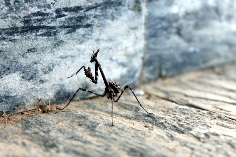 Mantis Religiosa