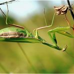 mantis religiosa