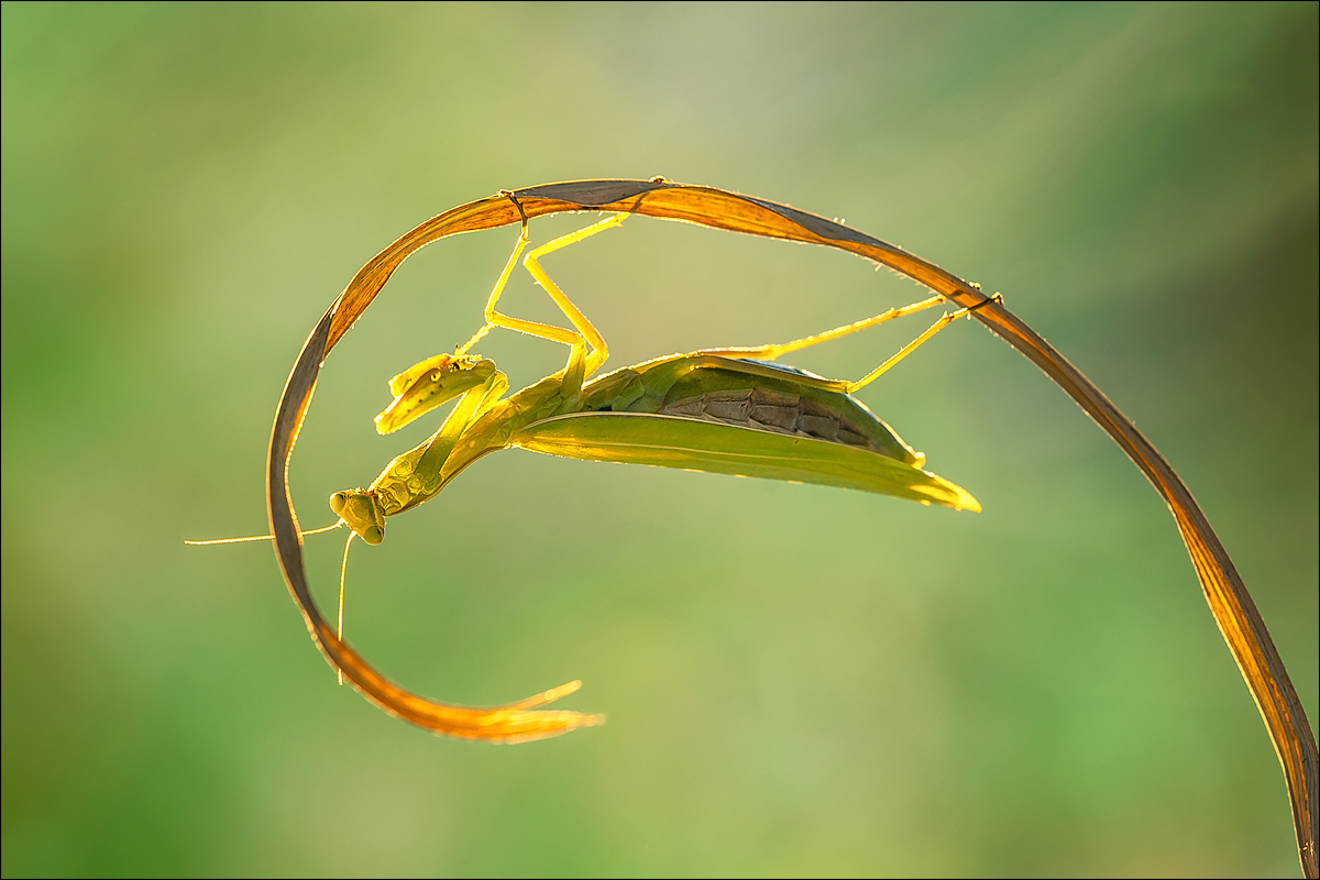 Mantis Religiosa