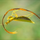 Mantis Religiosa