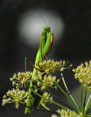 Mantis religiosa