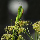 Mantis religiosa