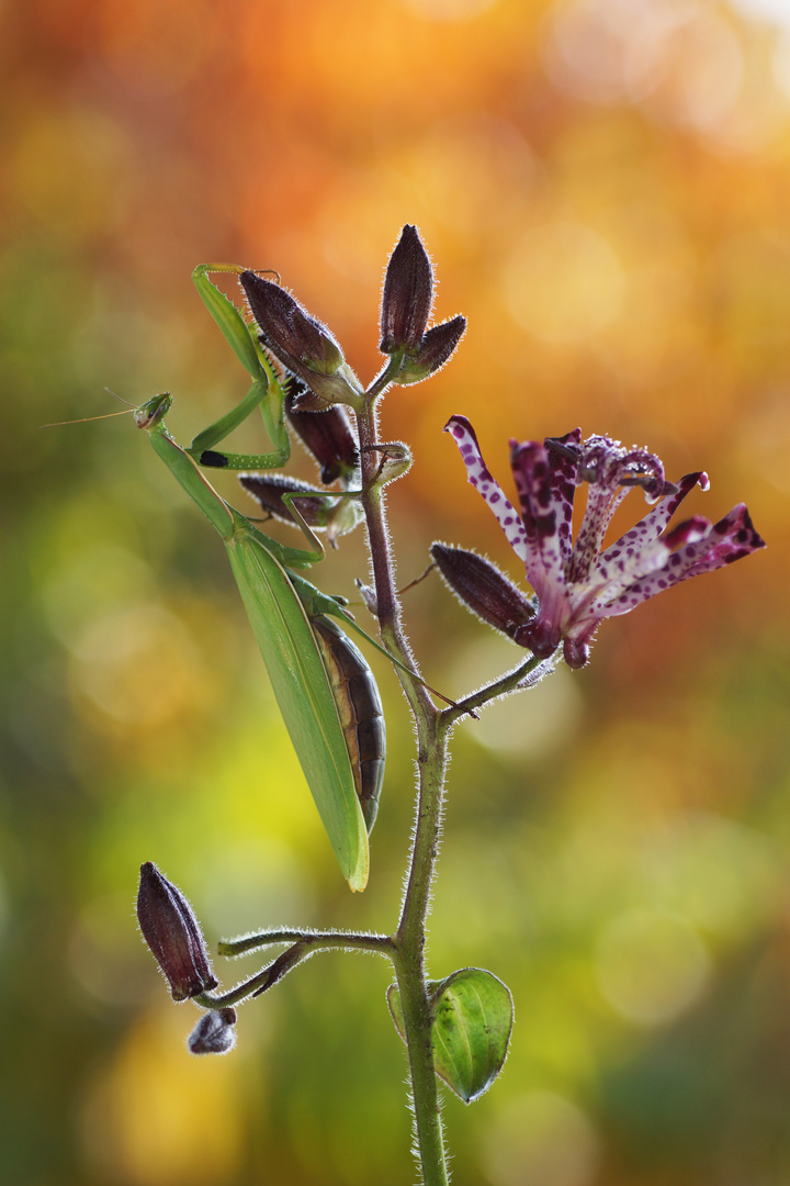 Mantis religiosa