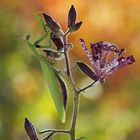 Mantis religiosa