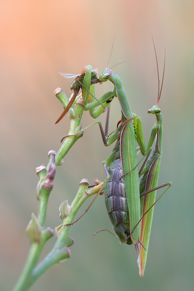 Mantis Religiosa