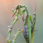 Mantis Religiosa