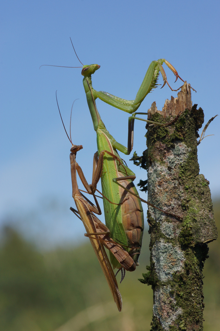 Mantis religiosa