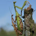 Mantis religiosa