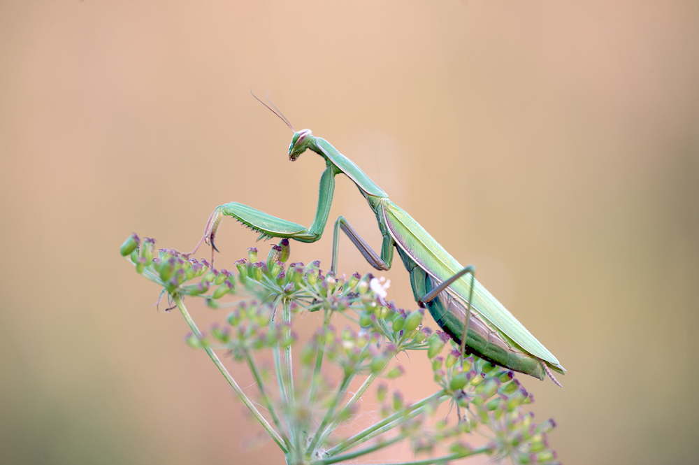 Mantis religiosa