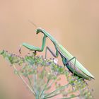 Mantis religiosa