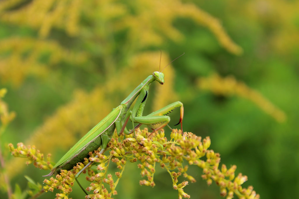 Mantis religiosa 