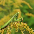 Mantis religiosa 