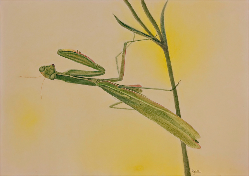 Mantis religiosa