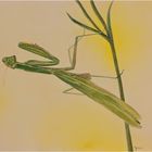 Mantis religiosa