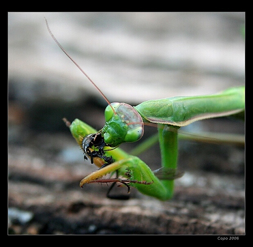 Mantis religiosa......