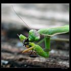 Mantis religiosa......