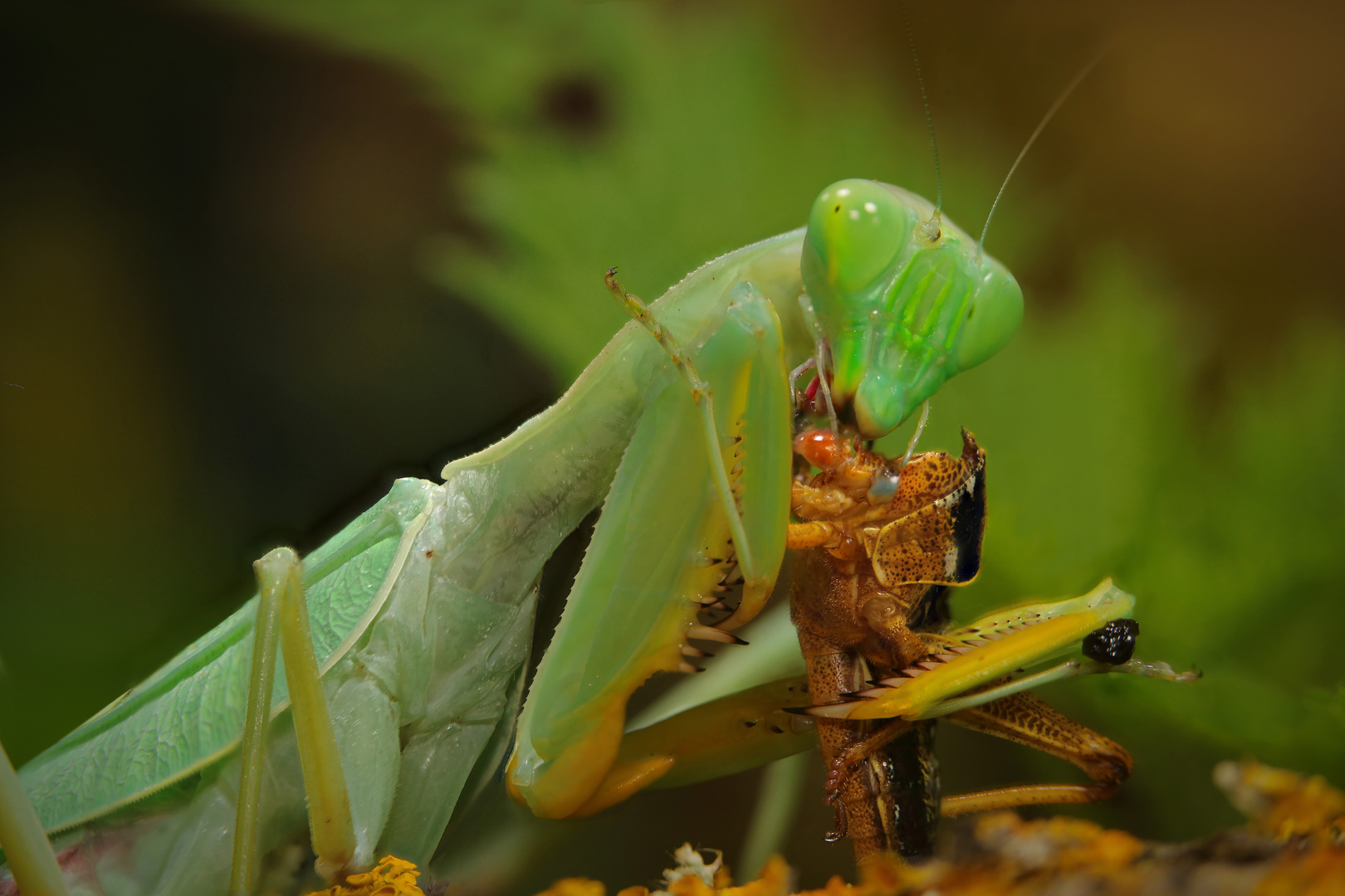 mantis religiosa