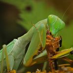 mantis religiosa