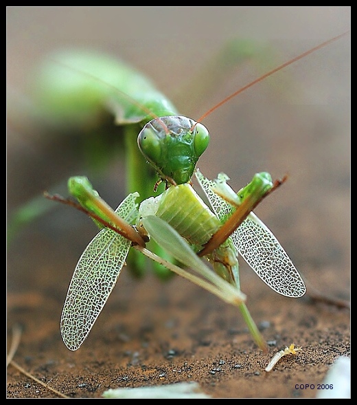 Mantis religiosa..