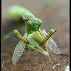 Mantis religiosa..