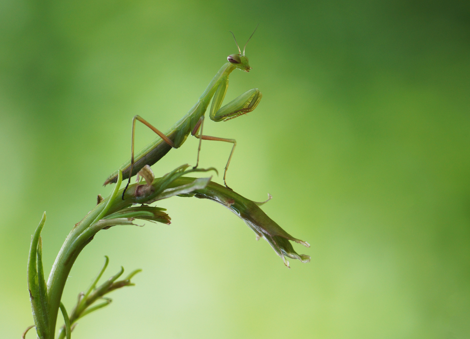 Mantis religiosa